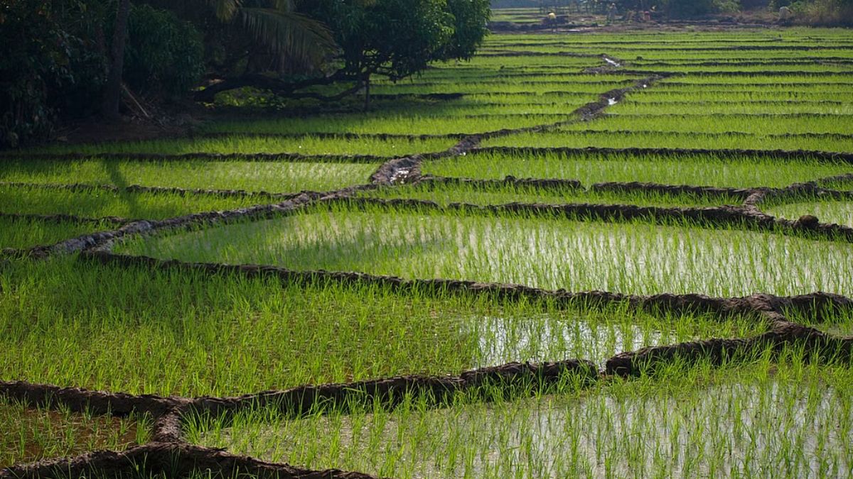चंदौली में बारिश बनी धान किसानों के लिए वरदान