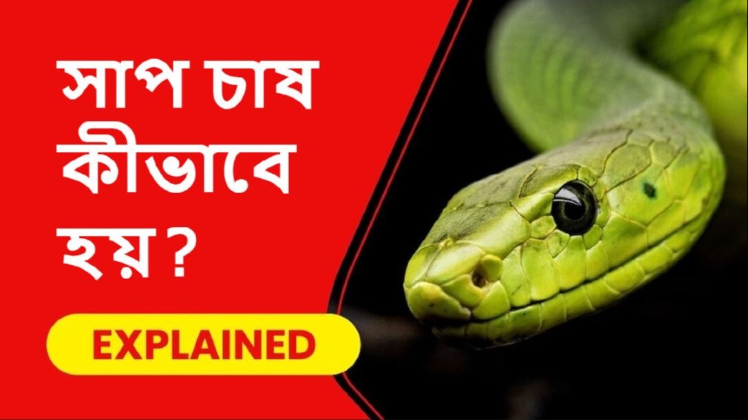 snake 