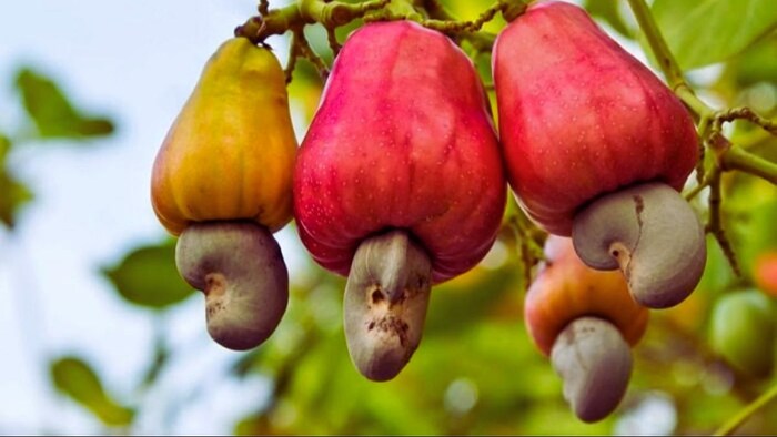 National Cashew Day