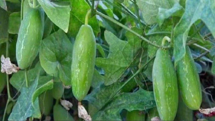 कुंदरू की खेती में बंपर कमाई. (सांकेतिक फोटो)