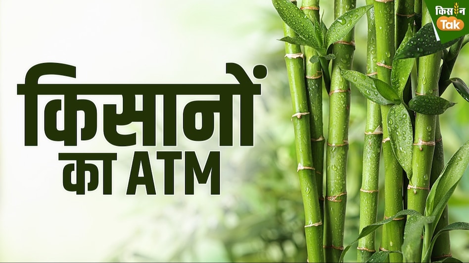 Bamboo farming: किसान का एटीएम है ग्रीन गोल्ड की खेती, जानिए इसकी तकनीक और फायदे Bamboo farming: किसान का एटीएम है ग्रीन गोल्ड की खेती, जानिए इसकी तकनीक और फायदे
