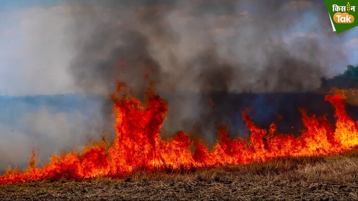 stubble burning