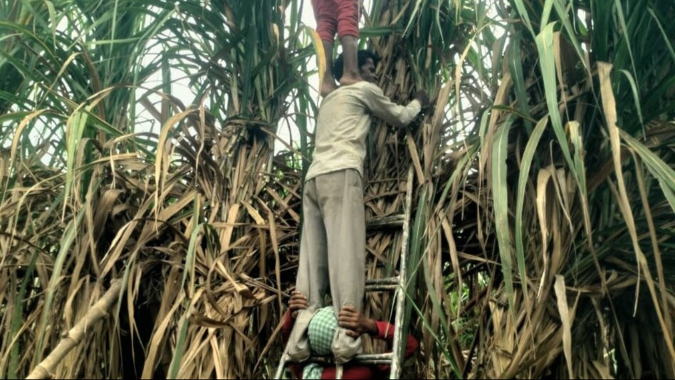 OMG! यूपी के इस जिले में 20 फीट का गन्ना उगाते हैं ये किसान, पीएम मोदी भी हुए मुरीद, पढ़िए Success Story OMG! यूपी के इस जिले में 20 फीट का गन्ना उगाते हैं ये किसान, पीएम मोदी भी हुए मुरीद, पढ़िए Success Story