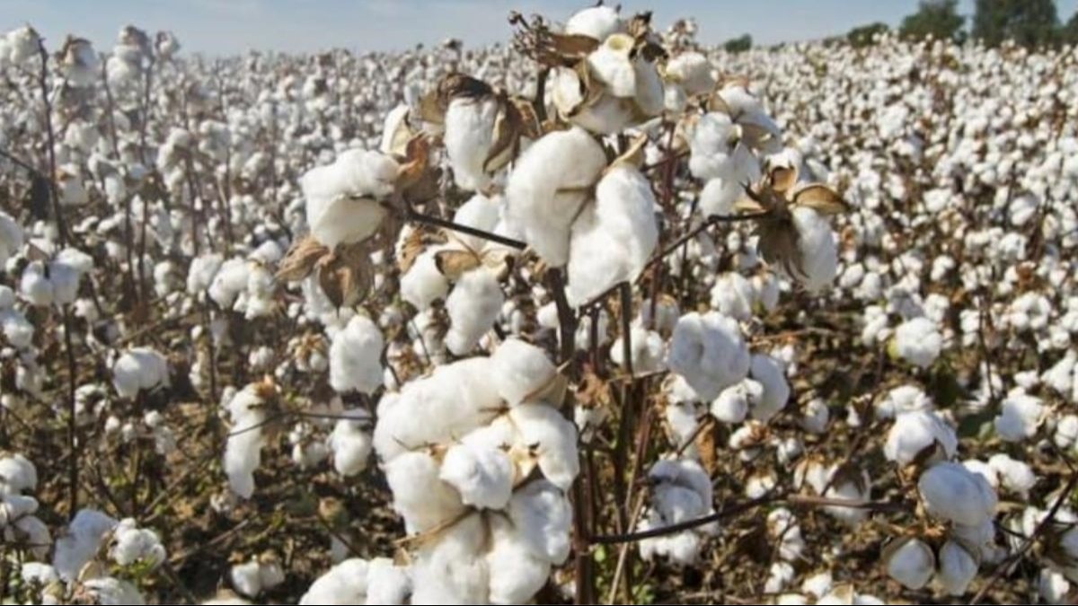 Cotton price
