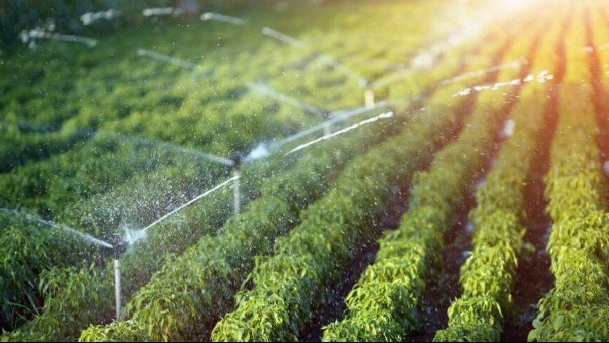 Sarkari Yojana: क्या है 'हर खेत को पानी' योजना और किसान कैसे उठा सकते हैं इसका लाभ