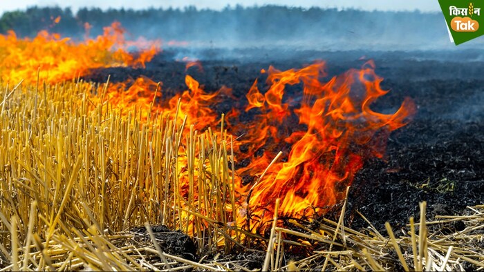 stubble burning