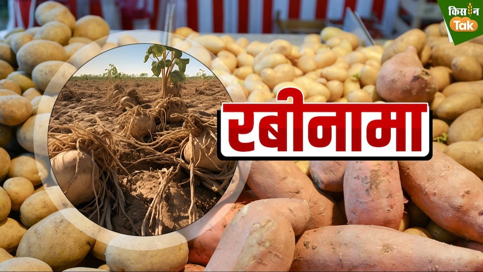 Potato Disease: आलू की फसल में ये तीन खतरनाक रोग कर सकते हैं भारी नुकसान, जानें कैसे करें पहचान और समाधान? Potato Disease: आलू की फसल में ये तीन खतरनाक रोग कर सकते हैं भारी नुकसान, जानें कैसे करें पहचान और समाधान?