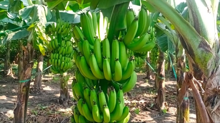 Banana cultivation