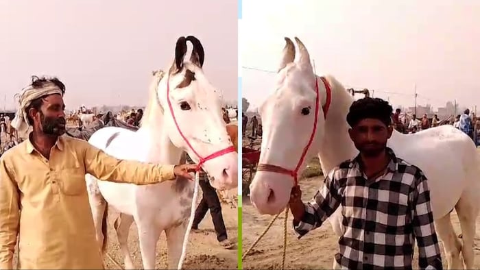 बादल और तूफान नाम का घोड़ा बना आकर्षण का केंद्र (Photo- kisan tak)