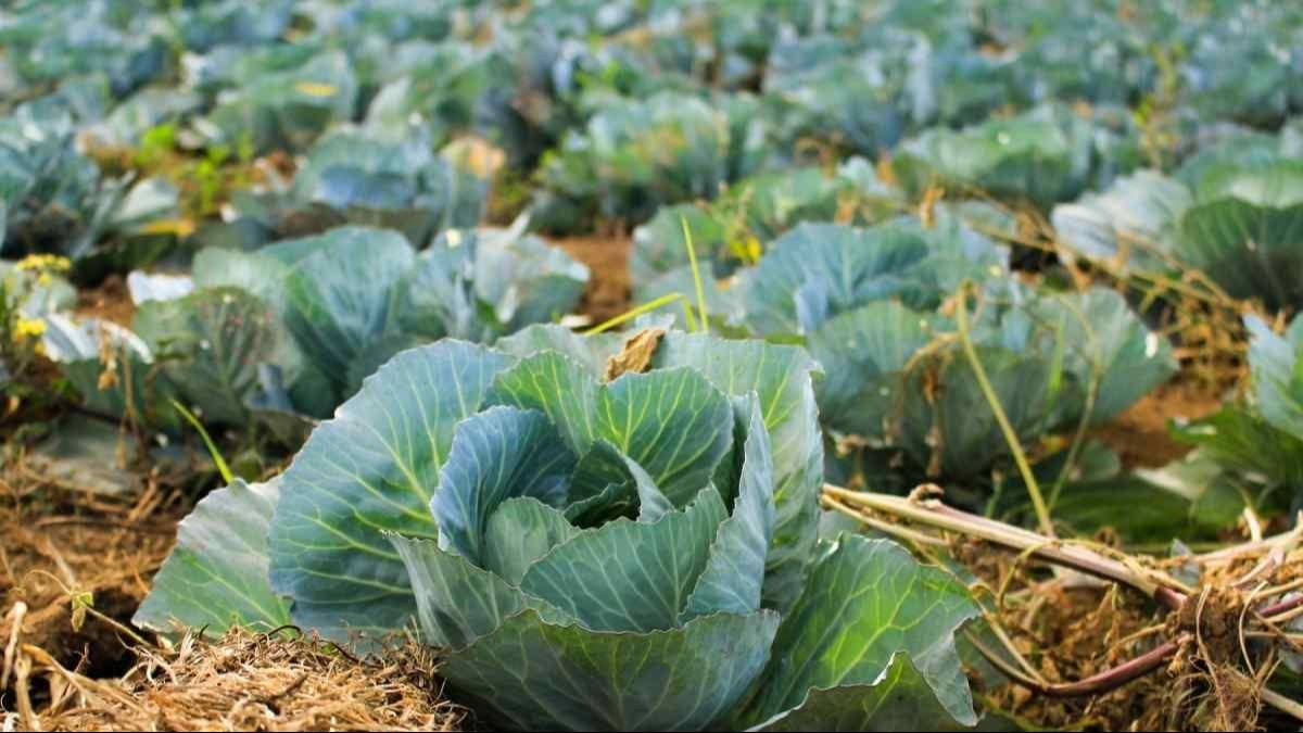 Winter Crops: सर्दियों में करें इन चीजों की खेती, होगा मुनाफा, बढ़ेगी आय 
