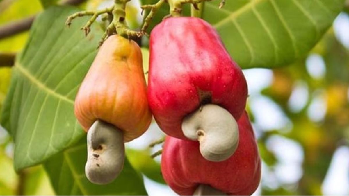 cashew variety
