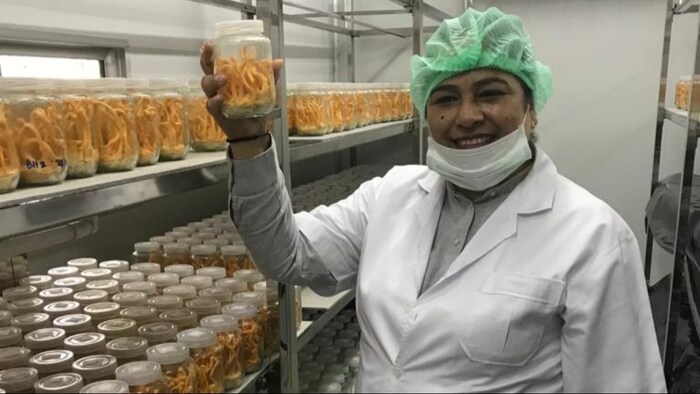 हरियाणा की हाई प्रोफाइल महिला उगाती है 3 लाख रूपये किलों वाली मशरूम