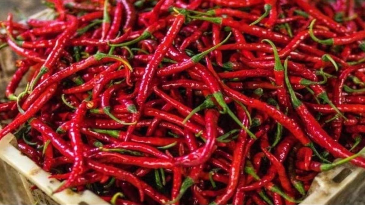 Red Chilli Price: नंदुरबार मंडी में बढ़ी लाल मिर्च की सप्लाई, 6500 रुपये क्विंटल हुआ रेट