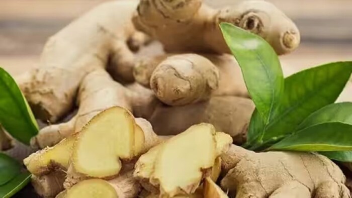 Ginger farming