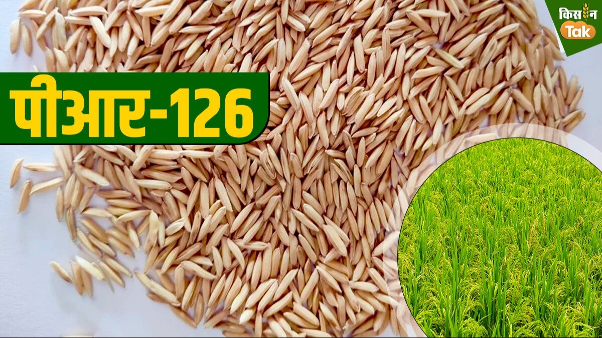 PR-126 paddy variety