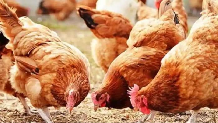 चिकन खाद का खेत में करें इस्तेमाल. (सांकेतिक फोटो)