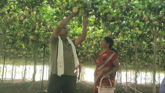 Passion fruit farming