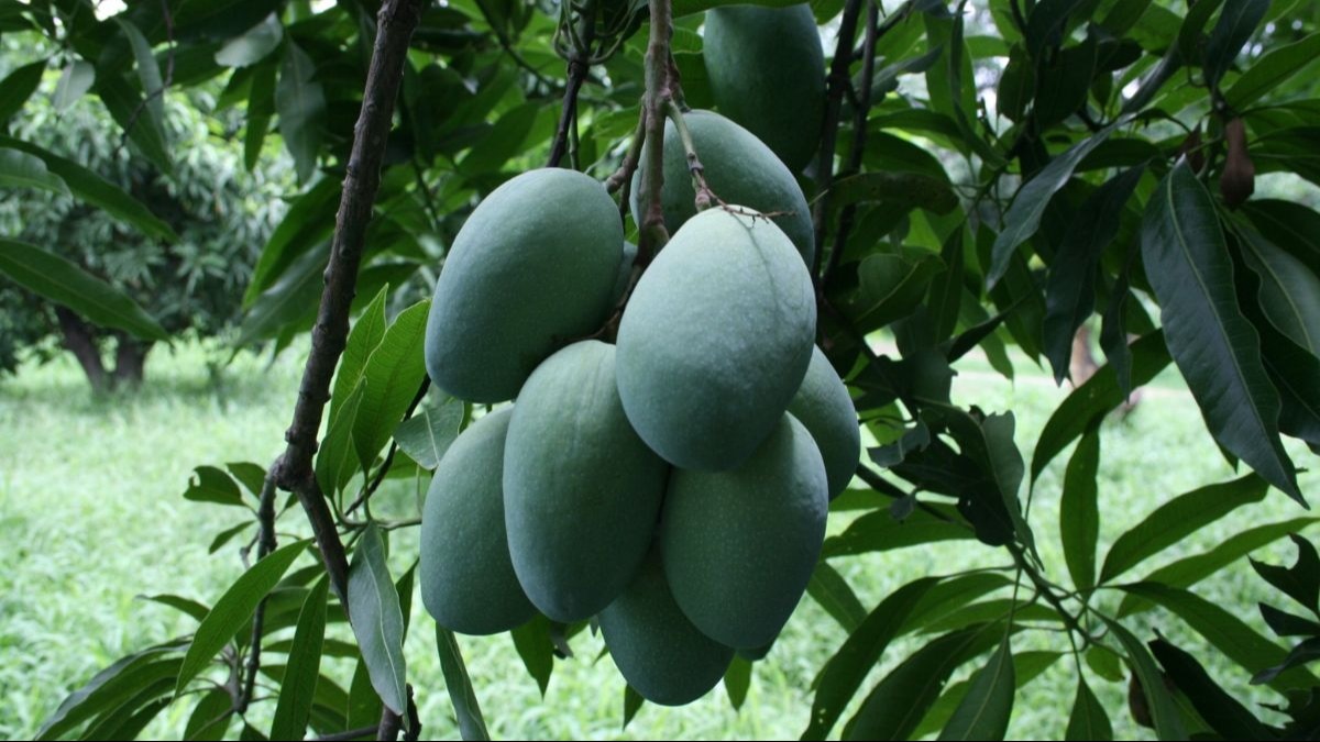 Mango Orchard: आम के बाग में इन कीटों और डाइबैक रोग से रहें सतर्क, नुकसान से बचाने के ये हैं उपाय