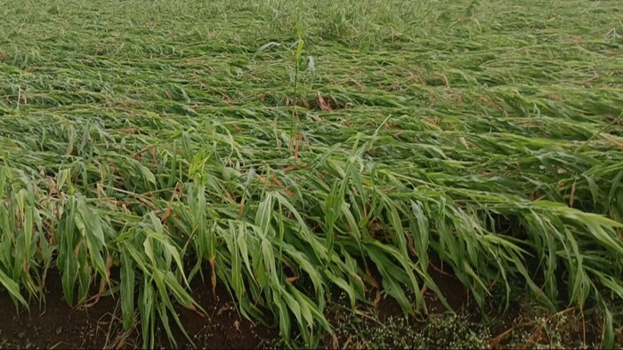 crop loss due to unseasonal rain