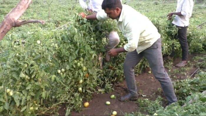 Tomato crop was ruined due to unseasonal rain