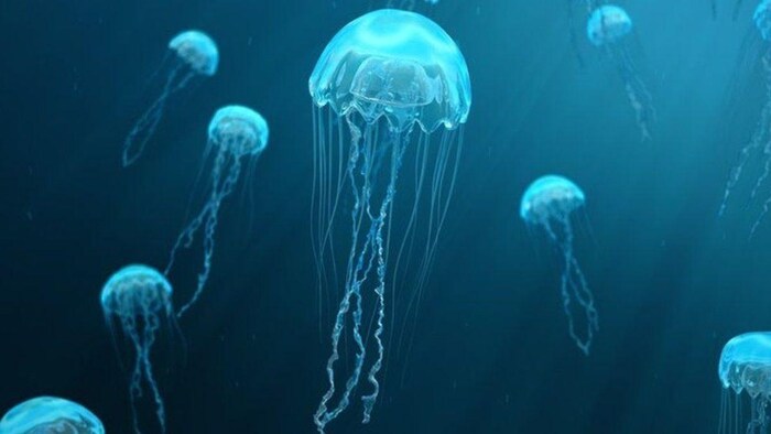 World Jellyfish Day 2023
