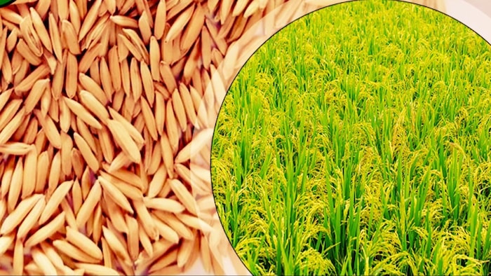 PR-126 Paddy Variety