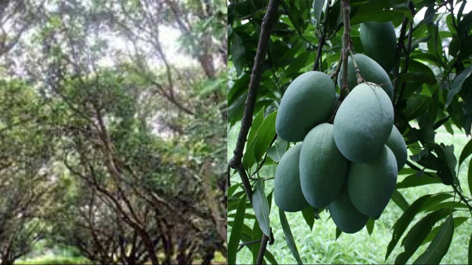 Orchard Technology: बà¥à¤¢à¤¼à¥ à¤à¤® à¤à¥ पà¥à¤¡à¤¼à¥à¤ à¤à¥ à¤à¤µà¤¾à¤¨ बनानॠà¤à¥ à¤
नà¥à¤ ॠतà¤à¤¨à¥à¤, à¤
ब मिलà¥à¤à¥ à¤à¤°à¤ªà¥à¤° à¤à¤ªà¤ - mango cultivation technique to revitalize old mango trees achieving bumper mango yield from old trees -