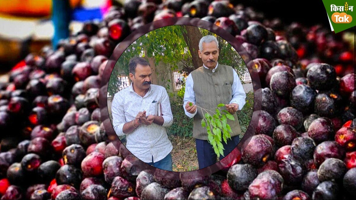 पनियाला के लिए संजीवनी साबित होगी जीआई (Photo-Kisan Tak)