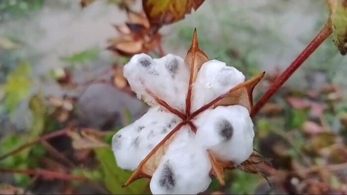 Cotton Crop Loss