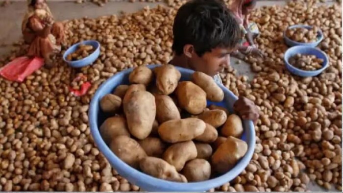 Potato Prices drop in bengal