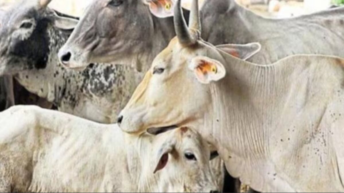 तापमान में और होगी गिरावट, ठंड से पशुओं को ऐसे बचाएं किसान