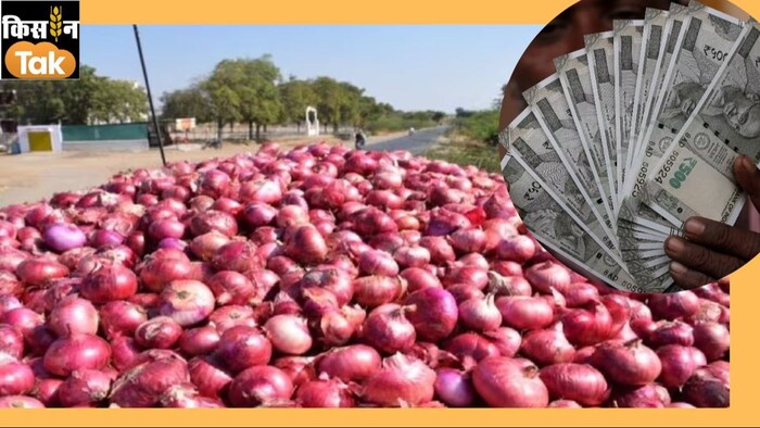 onion prices high