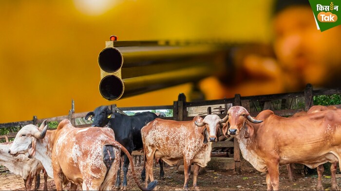 अधिकतम 4 गोवंश को लिया जा सकता है गोद (Photo- Kisan Tak)