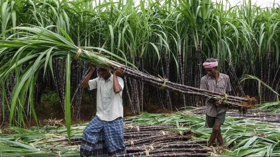 Punjab News: पंजाब सरकार का बड़ा फैसला, अब गन्ना किसानों को मिलेगा 391 रुपये का रेट - Big decision for Punjab sugarcane farmers punjab government will give rate of Rs 391 -