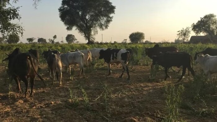A dispute arose between people from the Dangi community and the Pal community over cattle grazing.