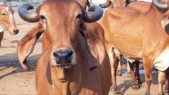 यह अभियान 31 दिसंबर तक चलाया जाएगा. (File Photo)