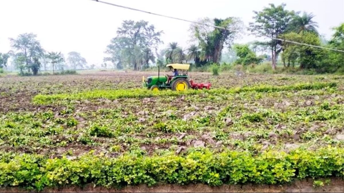 Green Manure: हरी खाद के इस्तेमाल से अच्छी होगी खेत की सेहत, पूरी होगी नाइट्रोजन की कमी
