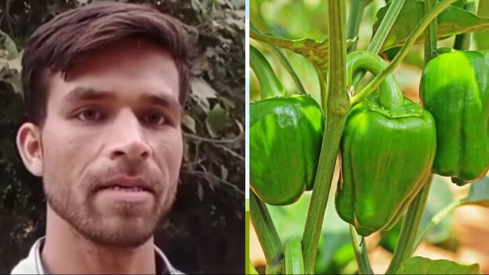 जैविक खाद डालनी चाहिए जिससे शिमला मिर्चा की अच्छी पैदावार होगी. (Photo- Kisan Tak)