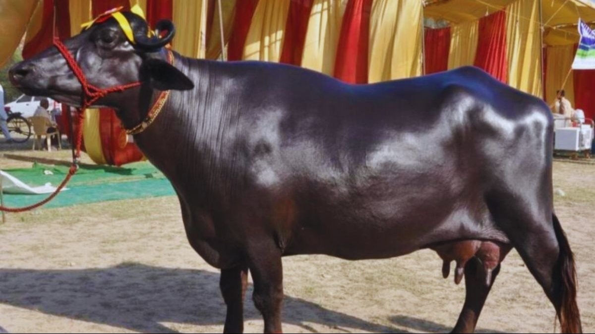 Dairy Business Ideas: दूध देने के मामले में बहुत आगे हैं ये भैंस, डेयरी बिजनेस से कमा सकते हैं अधिक मुनाफा