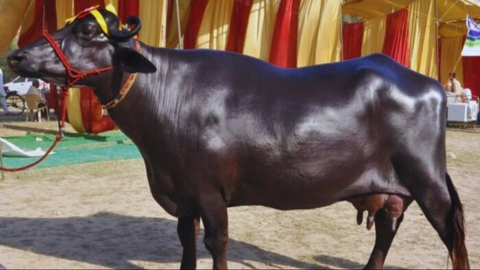 जानें भैंस की इस नस्ल की खासियत