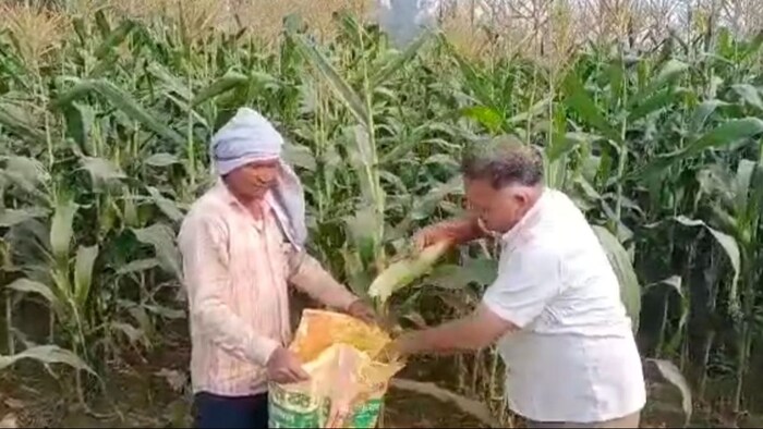 स्वीट कॉर्न की खेती कर कमा रहे मुनाफा