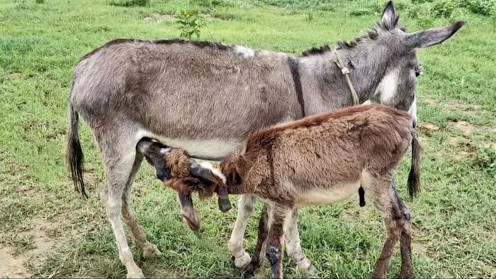 Donkey's milk is so expensive
