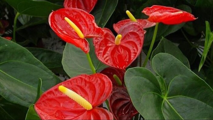 एंथुरियम की खेती से होगी बंपर कमाई. (फोटो क्रेडिट- पिंट्रेस्ट)