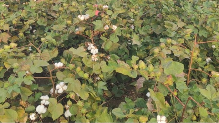 cotton farming