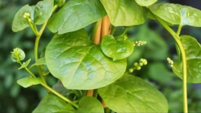 Malabar Spinach Farming