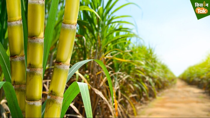 Sugarcane price Politics