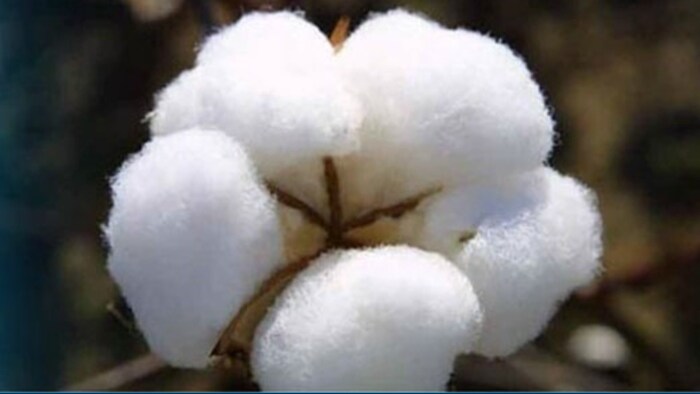 Cotton Price