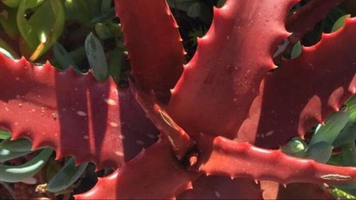 Red Aloe Vera Farming