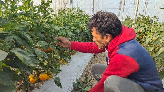 किसान ने शिमला मिर्च की खेती से लिया 5 लाख का मुनाफा