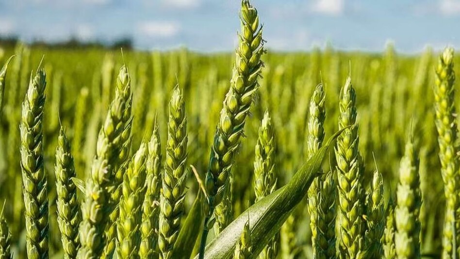 ठंड में तापमान बढ़ने से गेहूं के नुकसान की आशंका, इन 5 तरीकों से करें बचाव - damage wheat crop due to increase in temperature in winter protect with these 5 methods -